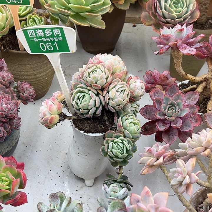 南***晓贝瑞多肉植物萃取061