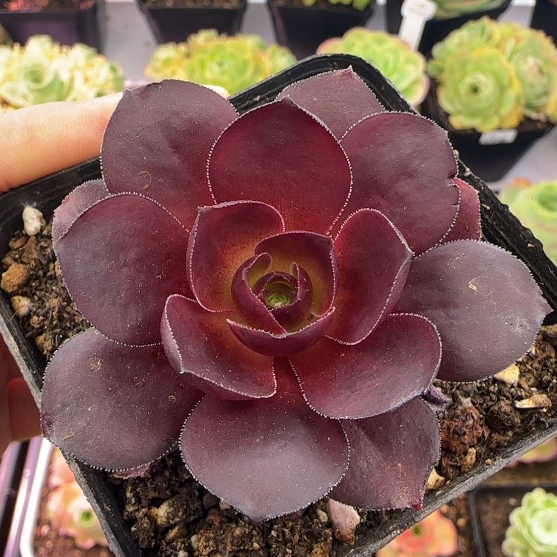 L96半城玫瑰枚法