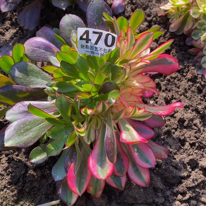 香花花。30-1花花