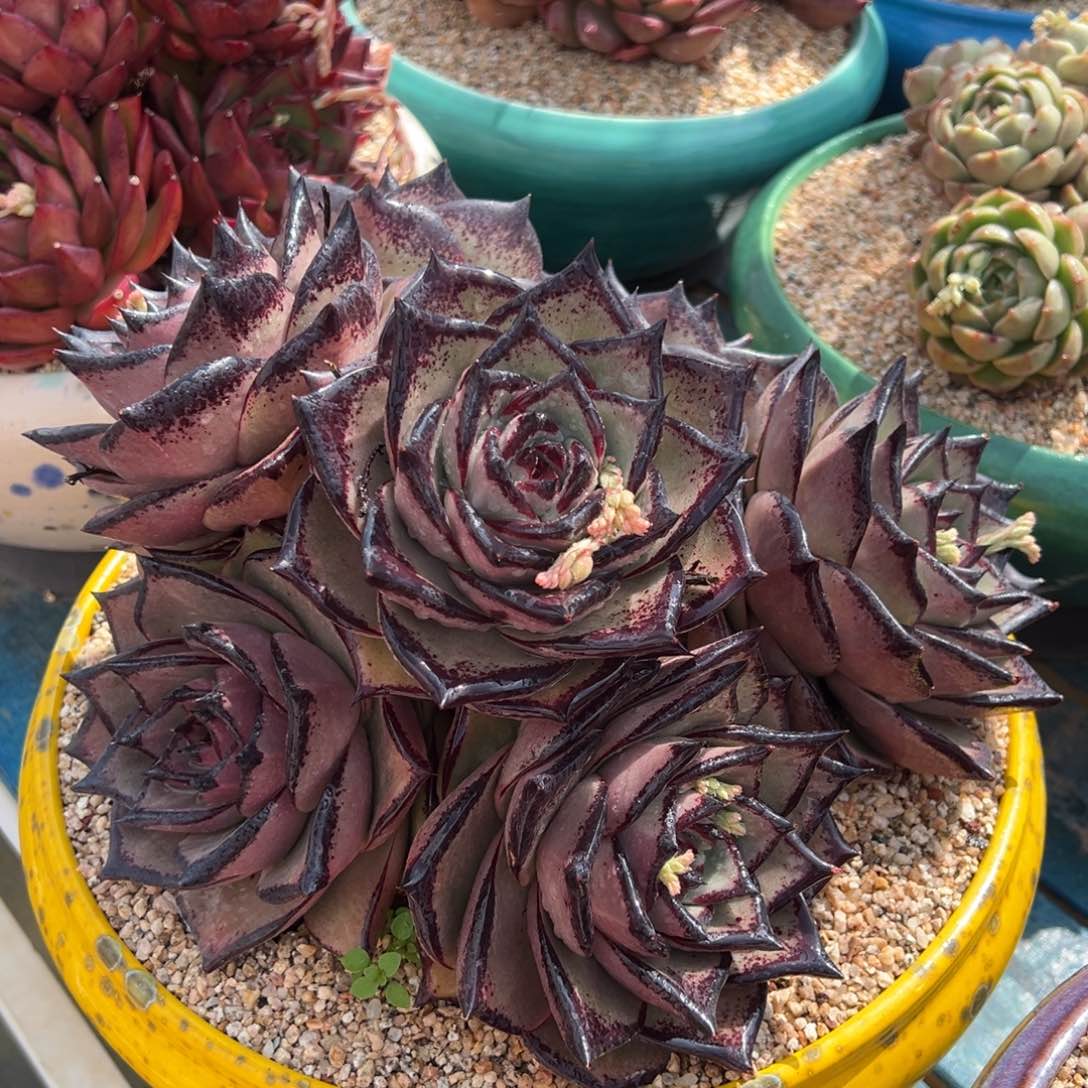 从前前慢多肉精选编号0217.巨人王