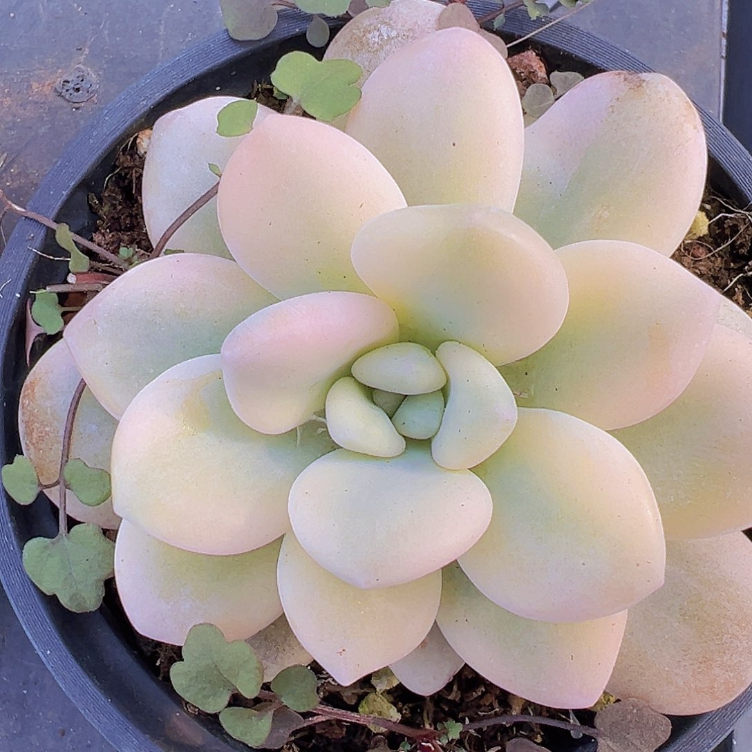 9厘米盆洛神锦19包邮