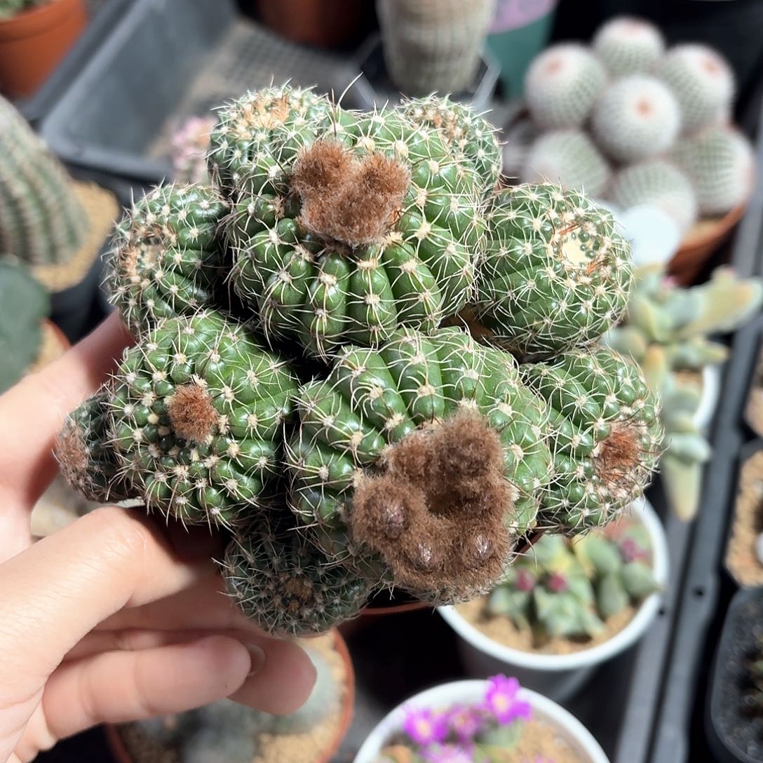 炫美玉仙人球123