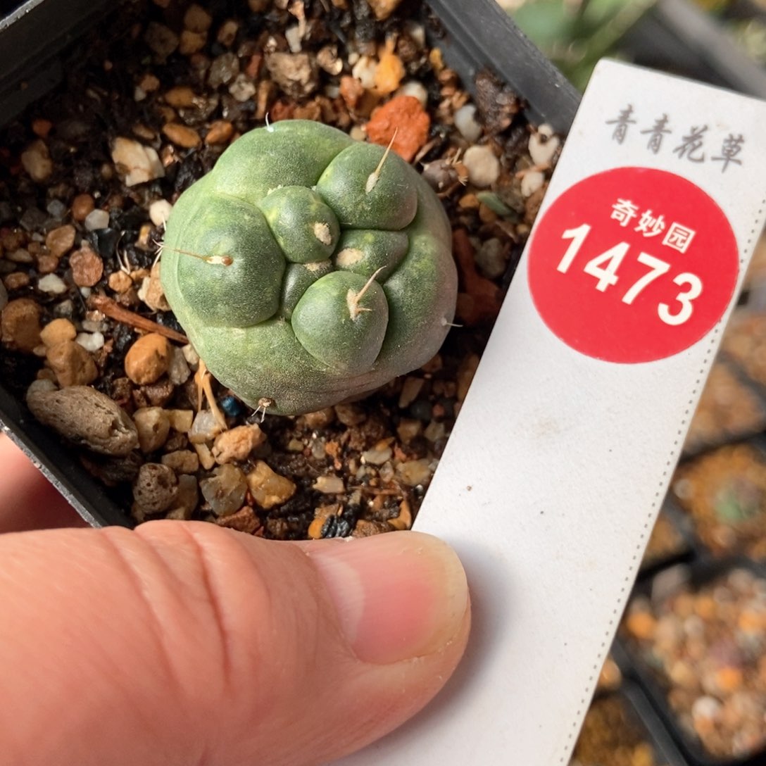 实生带崽无刺象牙2.8cm