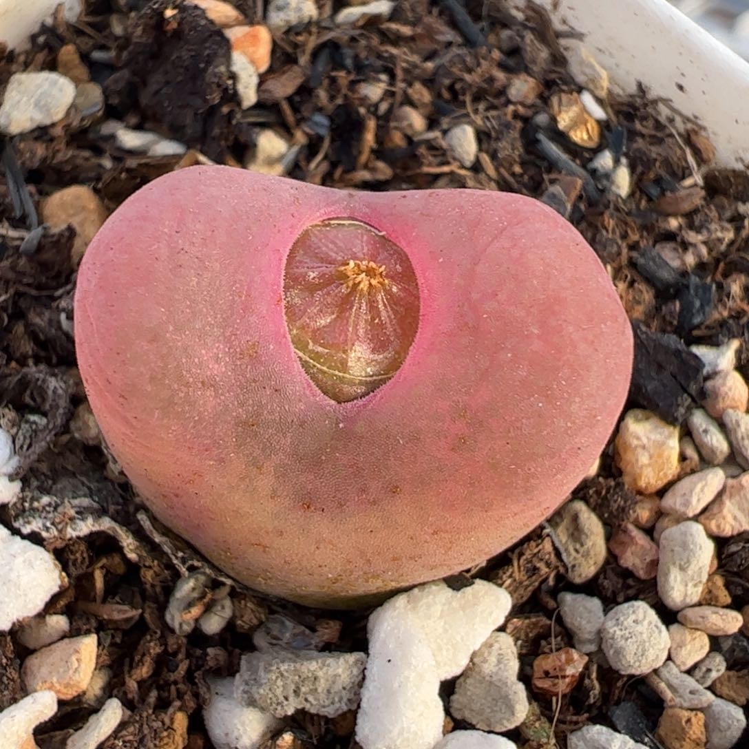 多肉植物百科254