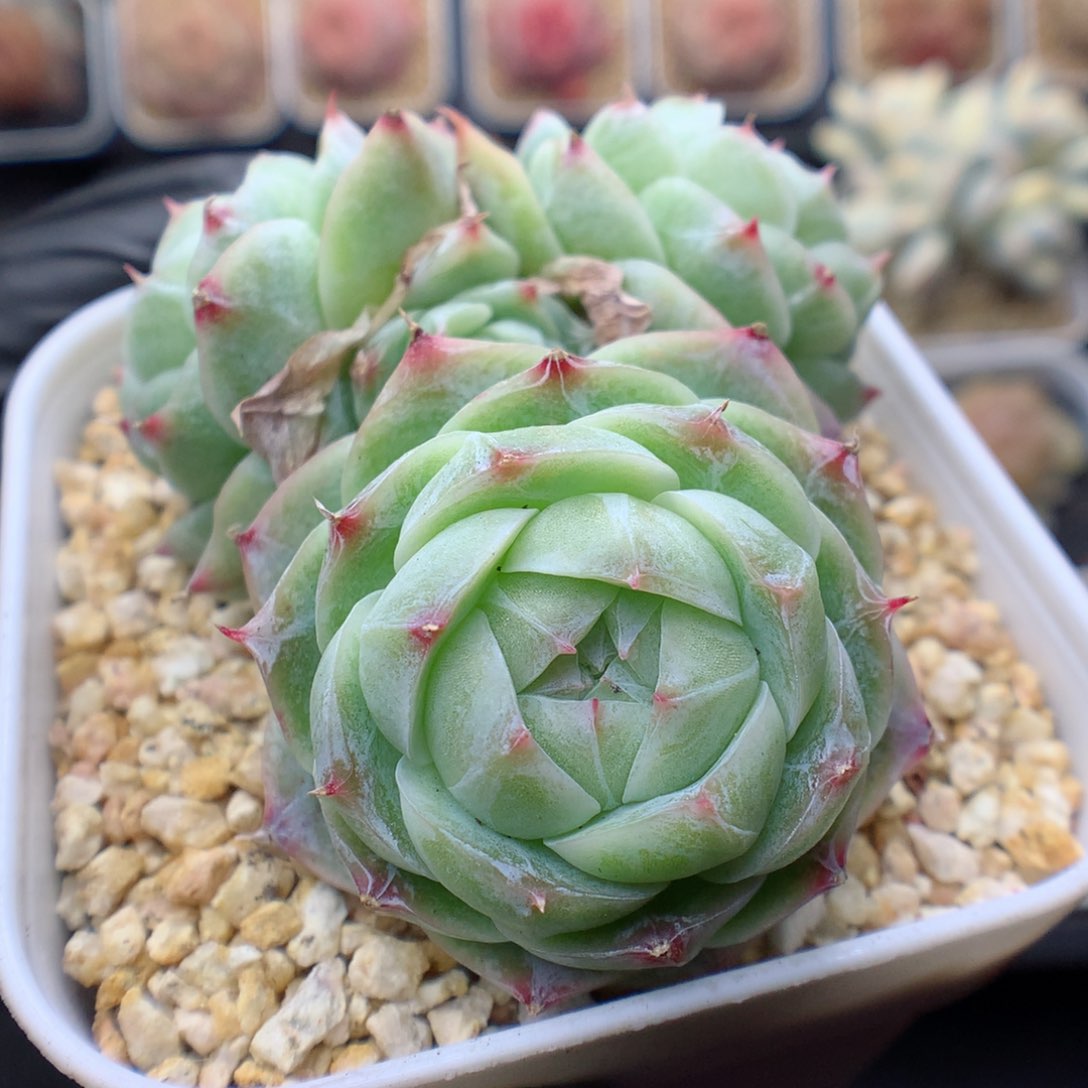 多肉植物。 糖心85