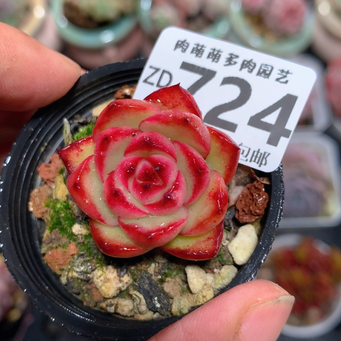 5CM拇指盆精控多肉ZD724