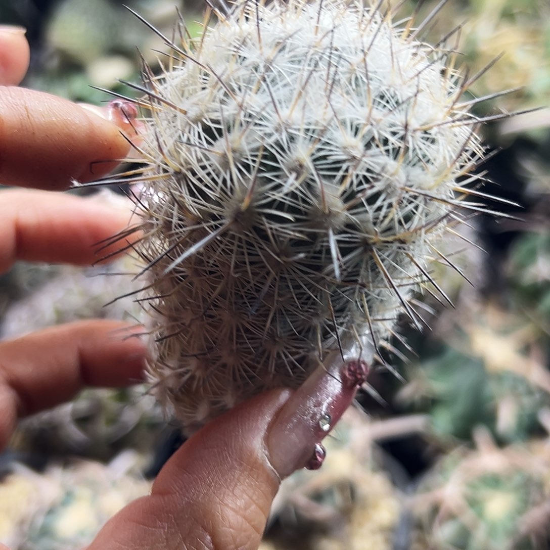 藤荣丸仙人球666666