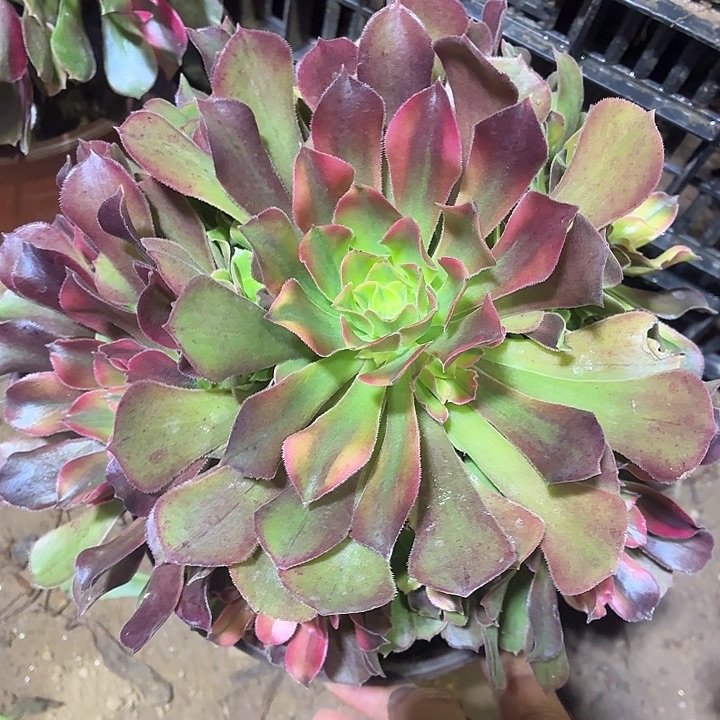 雅典娜一棵脱土9.88