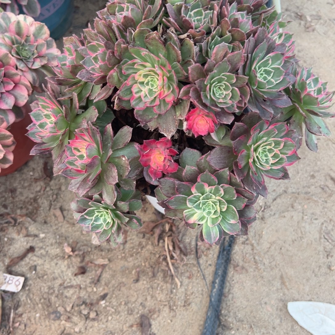 792万花筒多肉植物法师多肉