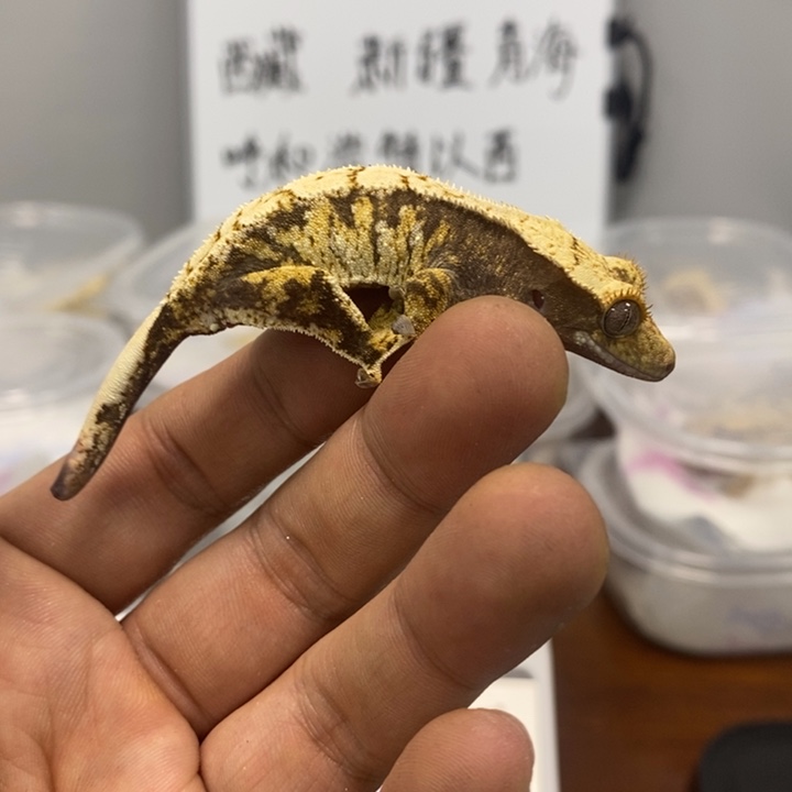 睫角守宫2025.12.13四十一