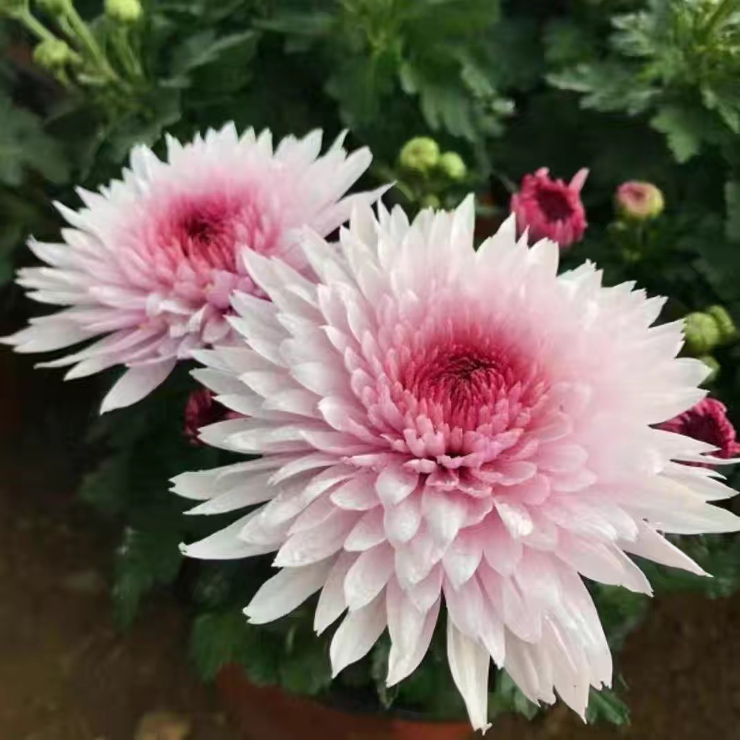 【带花苞发货】荷塘月色  菊花盆栽多年生耐寒耐热好养绿植花卉