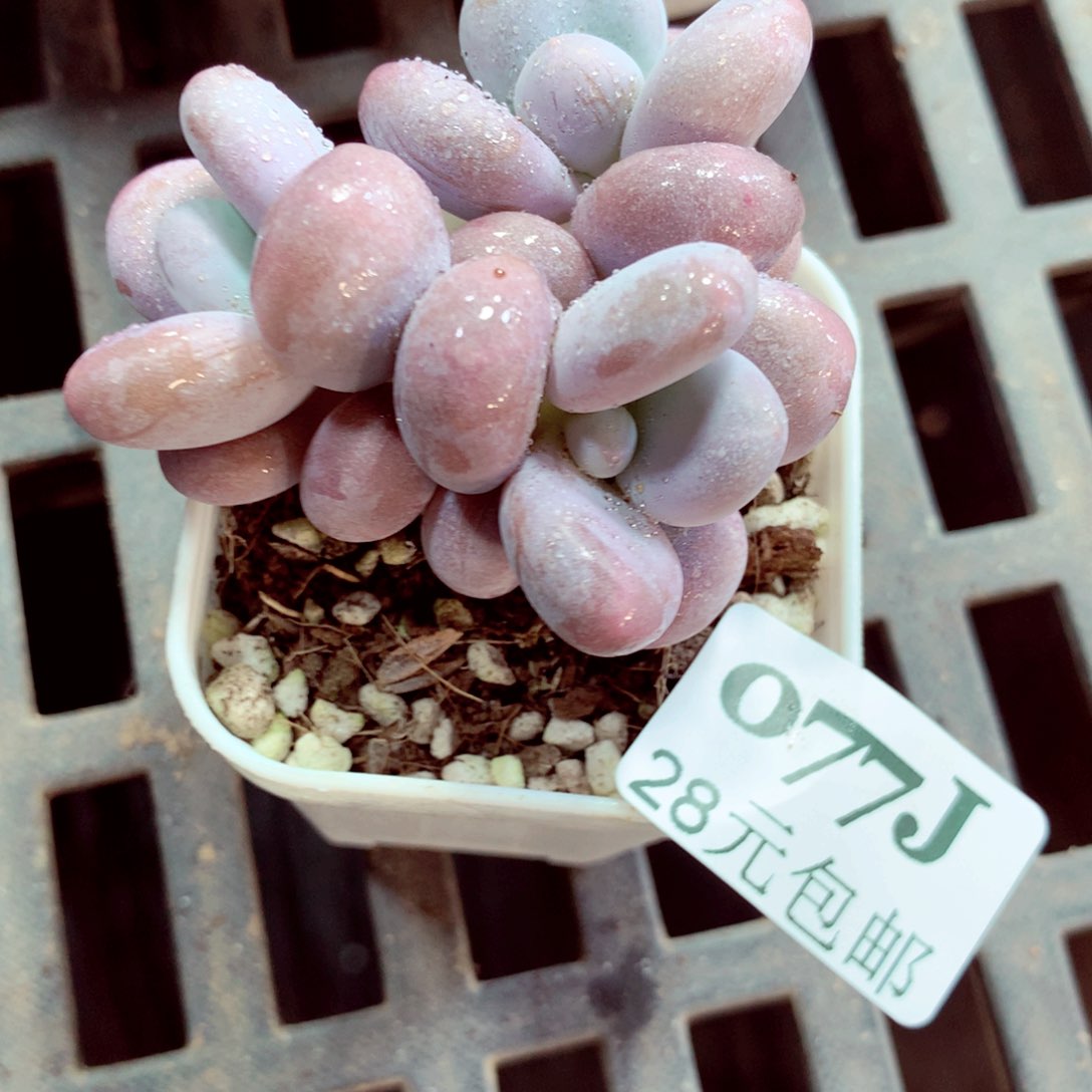 5厘米盆精控多肉077