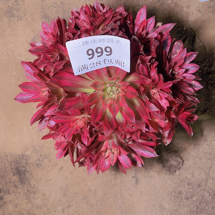 999凤凰超白多肉老桩