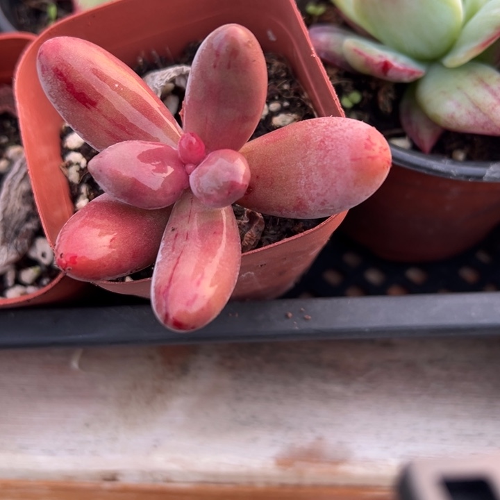 红手指客气锦多植物19