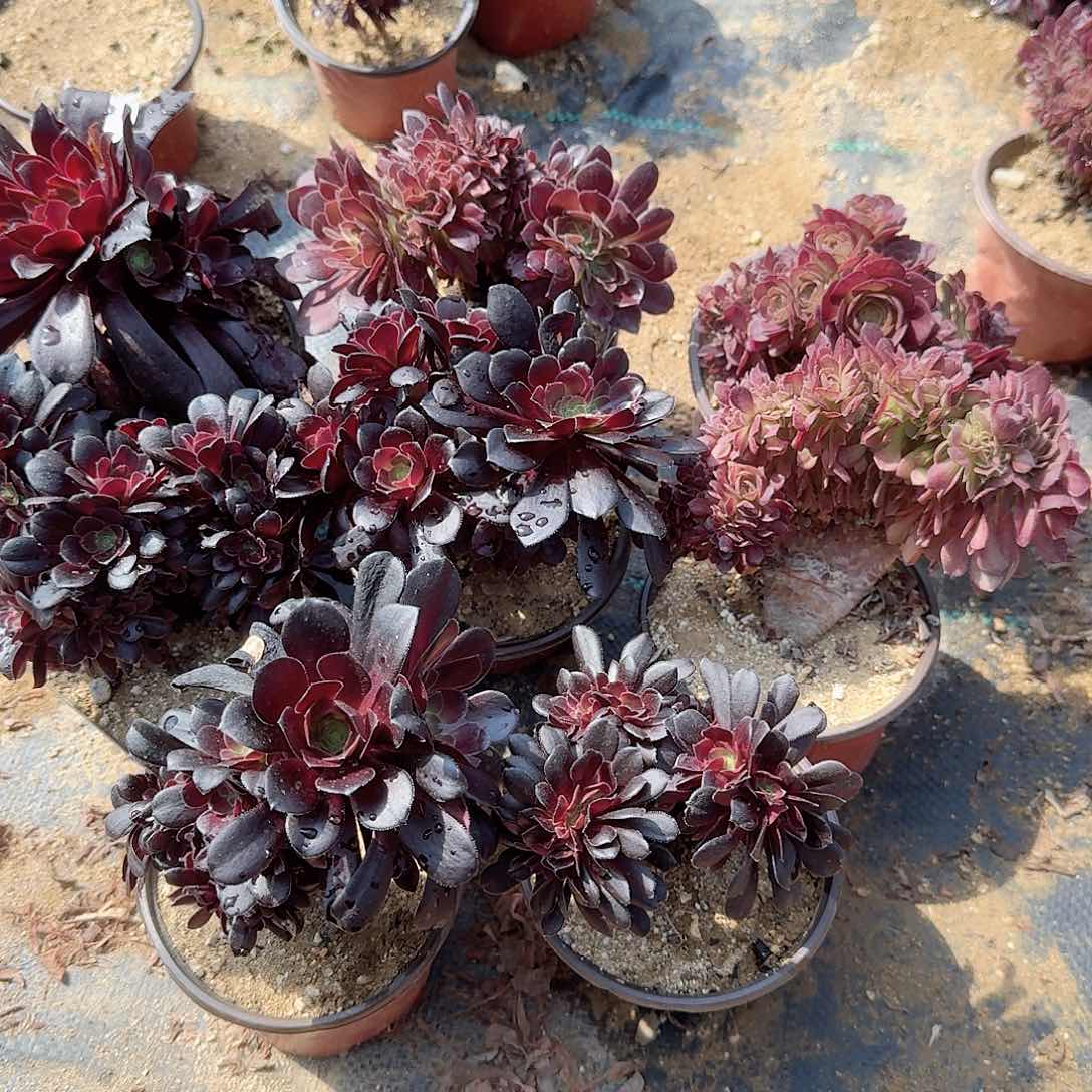 290玫瑰欧紫万缀微瑕共8颗