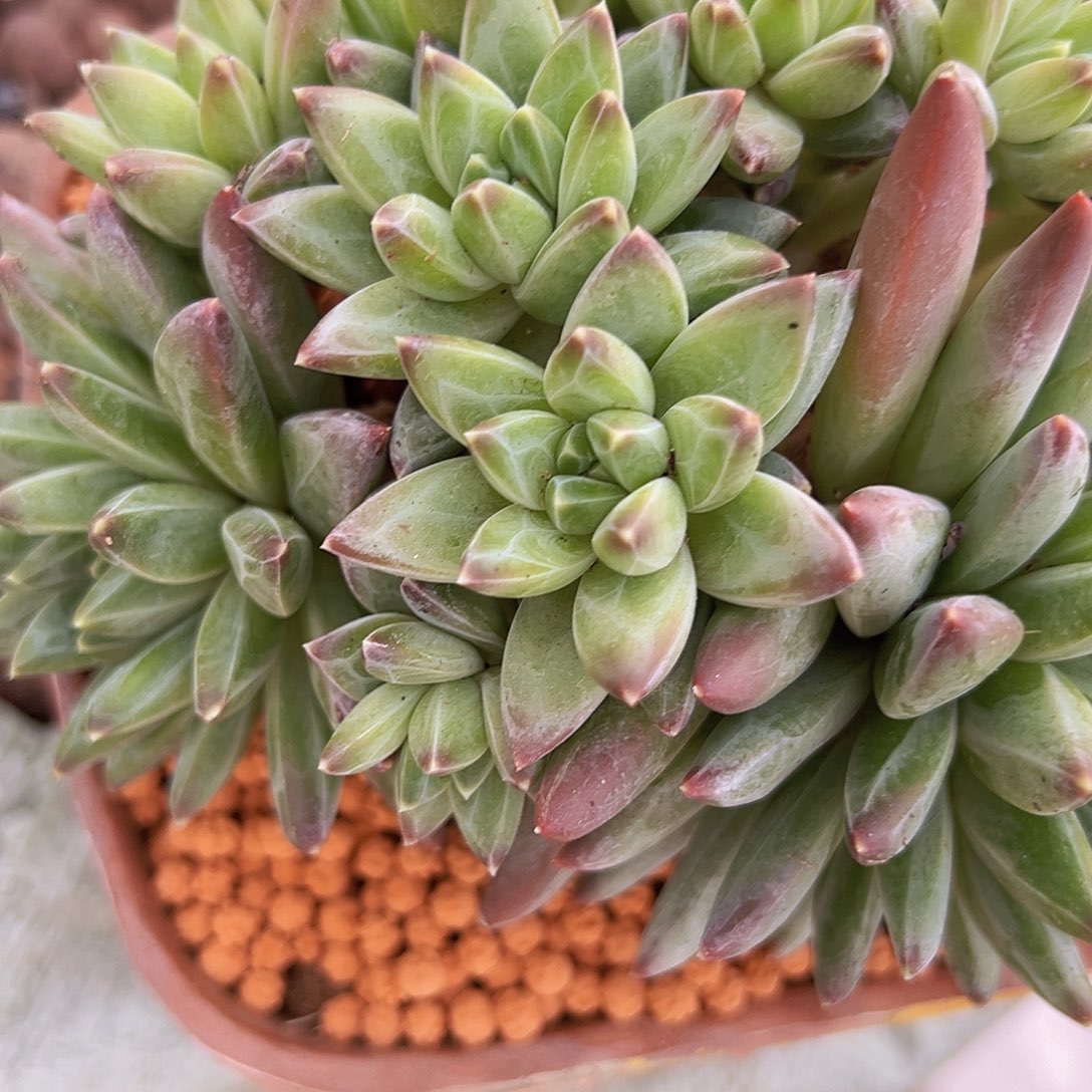 喵***青花瓷111111111111111