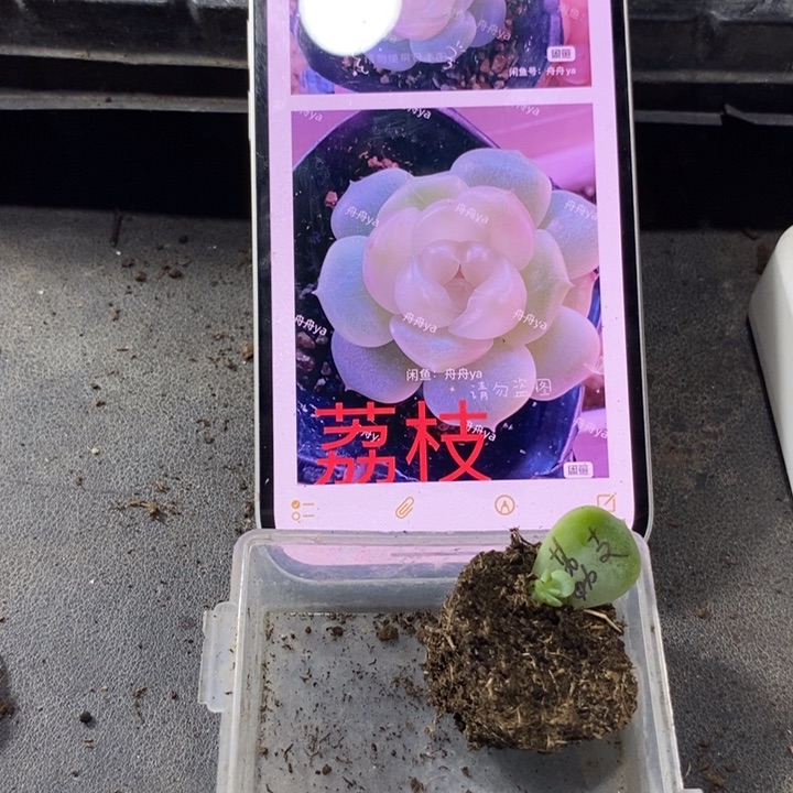 穴盘甜心荔枝芽苗一个
