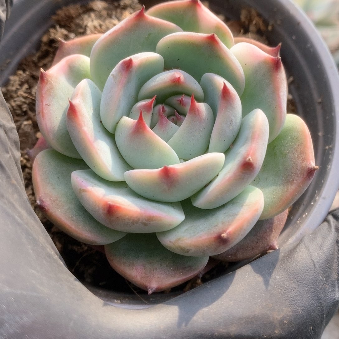 080锦锦锦锦锦锦锦