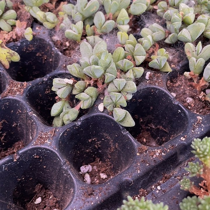 小打磨1元带土发