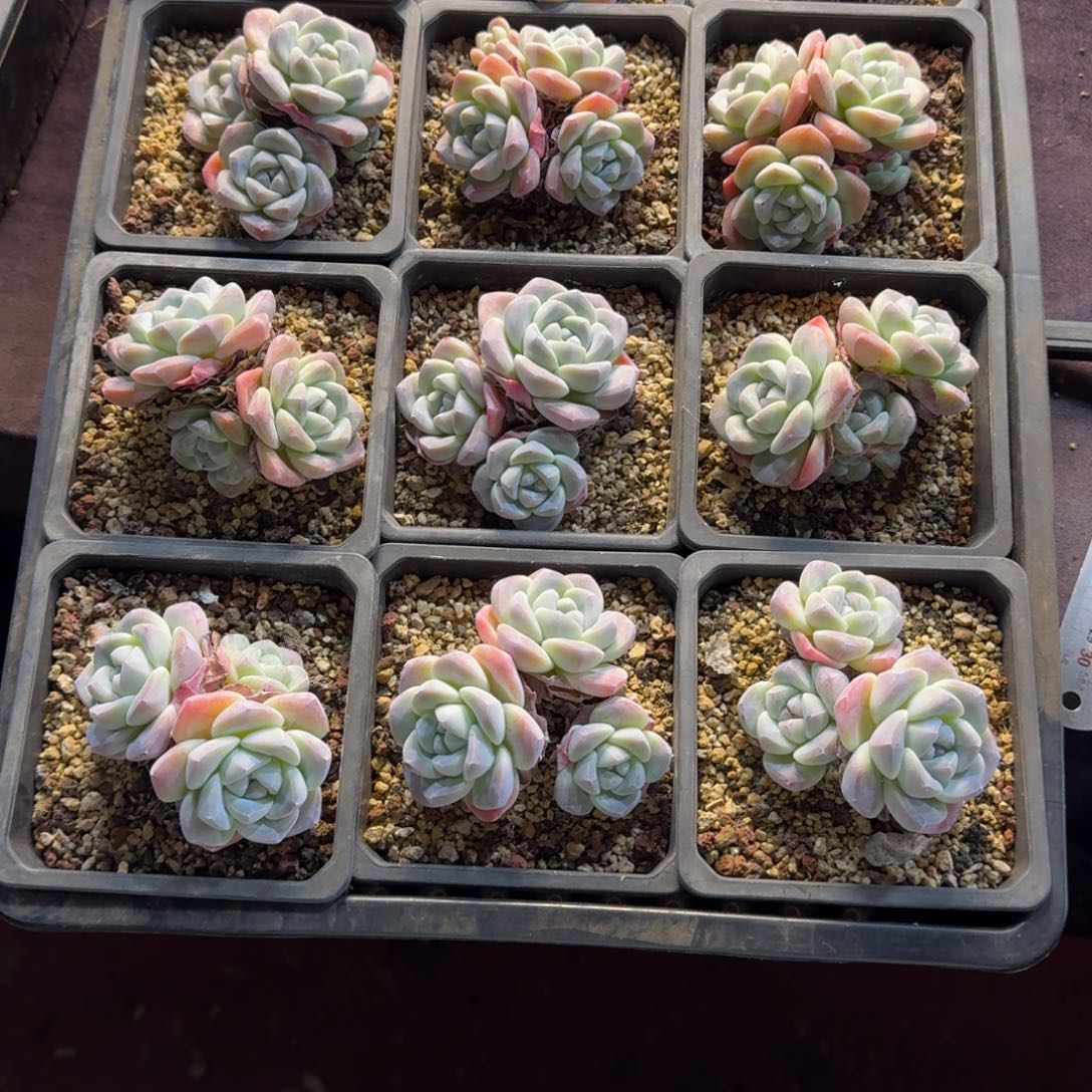 文***文冰玉一筐脱土发不包整56