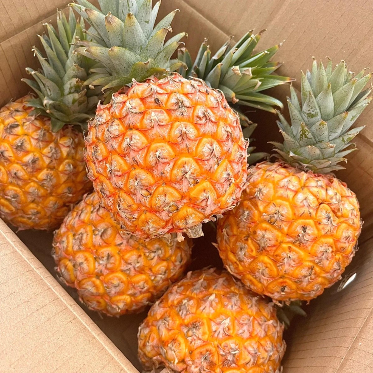 【曦哥家芒果凤梨】海南带有芒果风味的凤梨味当季鲜品菠萝同城送芒果凤梨海南省