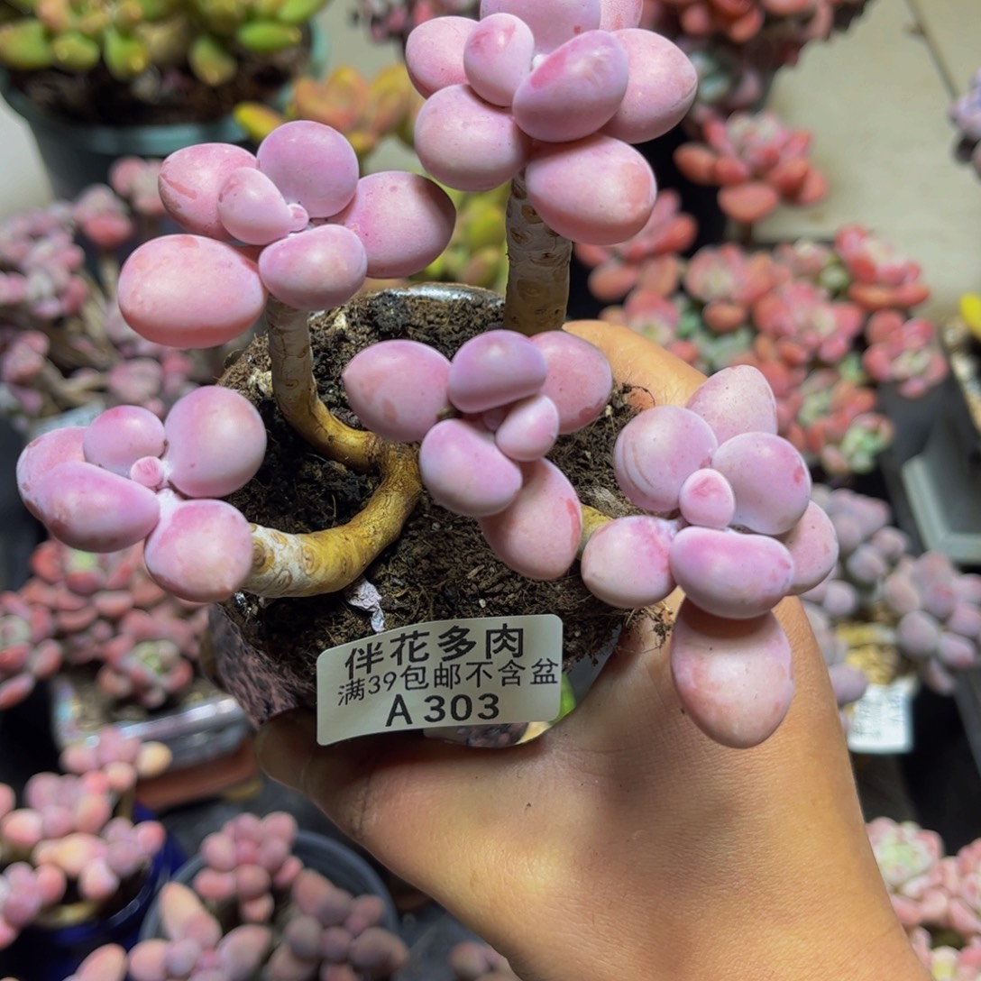 303桃蛋10厘米多肉