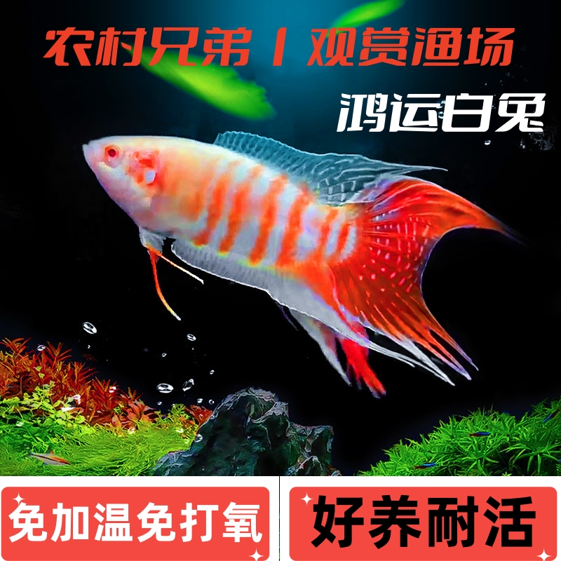 中国斗鱼鸿运白兔活体冷水淡水观赏鱼免打氧好养活