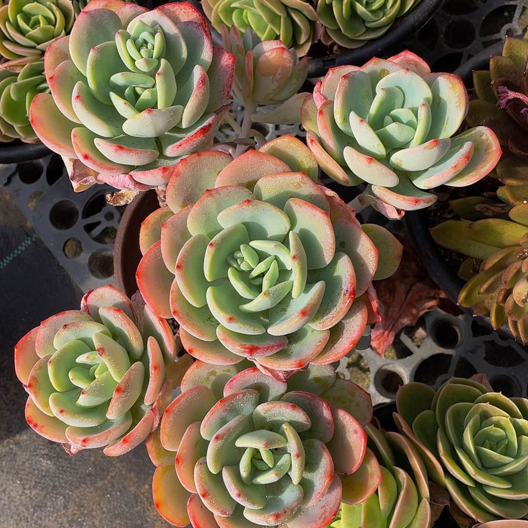 白月光多肉植物2112