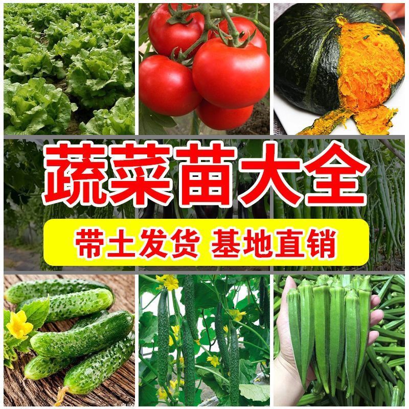 蔬菜苗大全西红柿苗辣椒苗带土秧苗茄子秧苗黄瓜秧苗蕃茄苦瓜秧苗