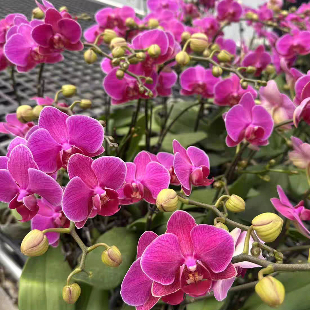 蝴蝶兰【梦叶罗丽】盆栽绿植3.5寸带花剑室内花四季开花好养易成活