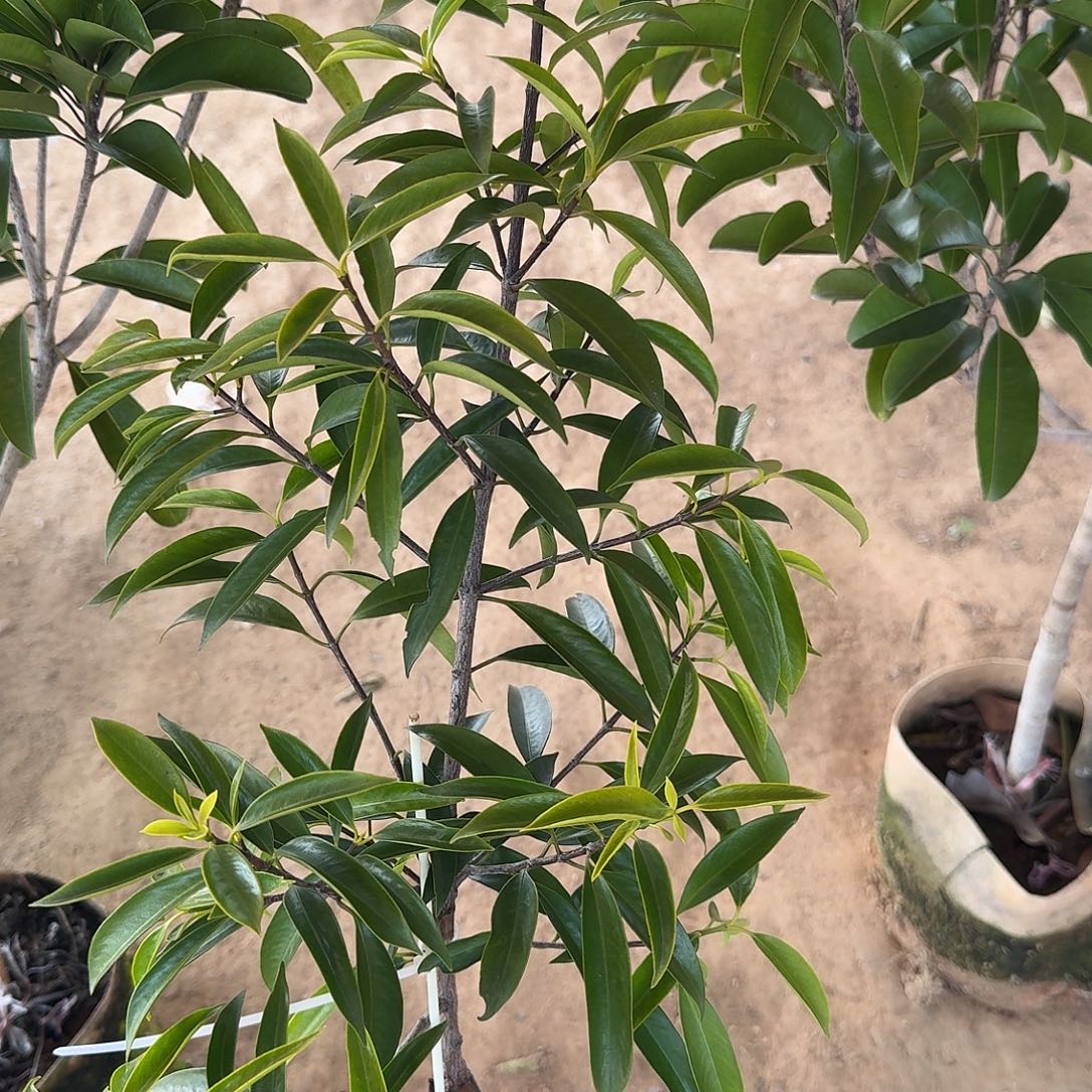 D***、当前无花栽培后可以开花山竹