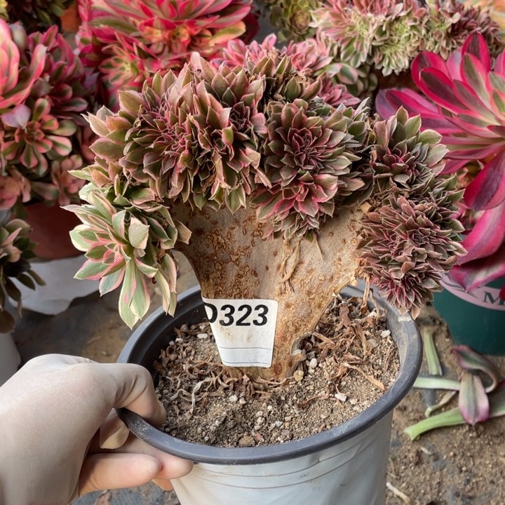 多肉女神缀化323