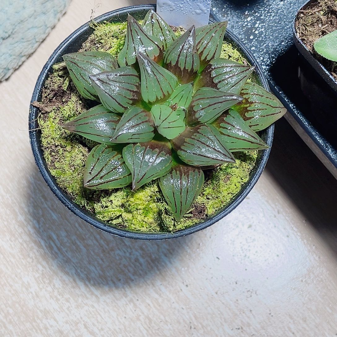 西瓜寿精品十二卷