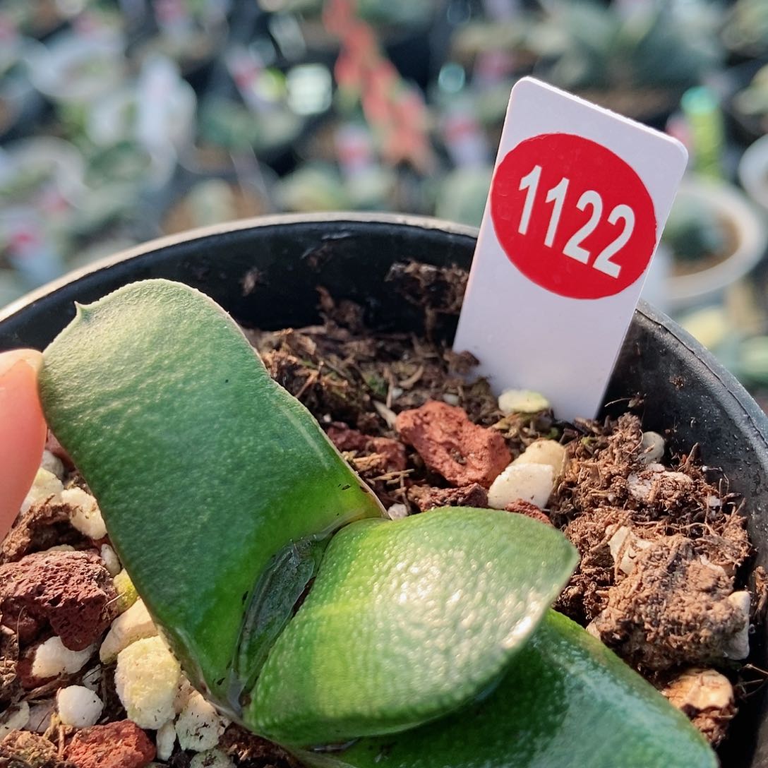 1122卧牛实生转带盆发货