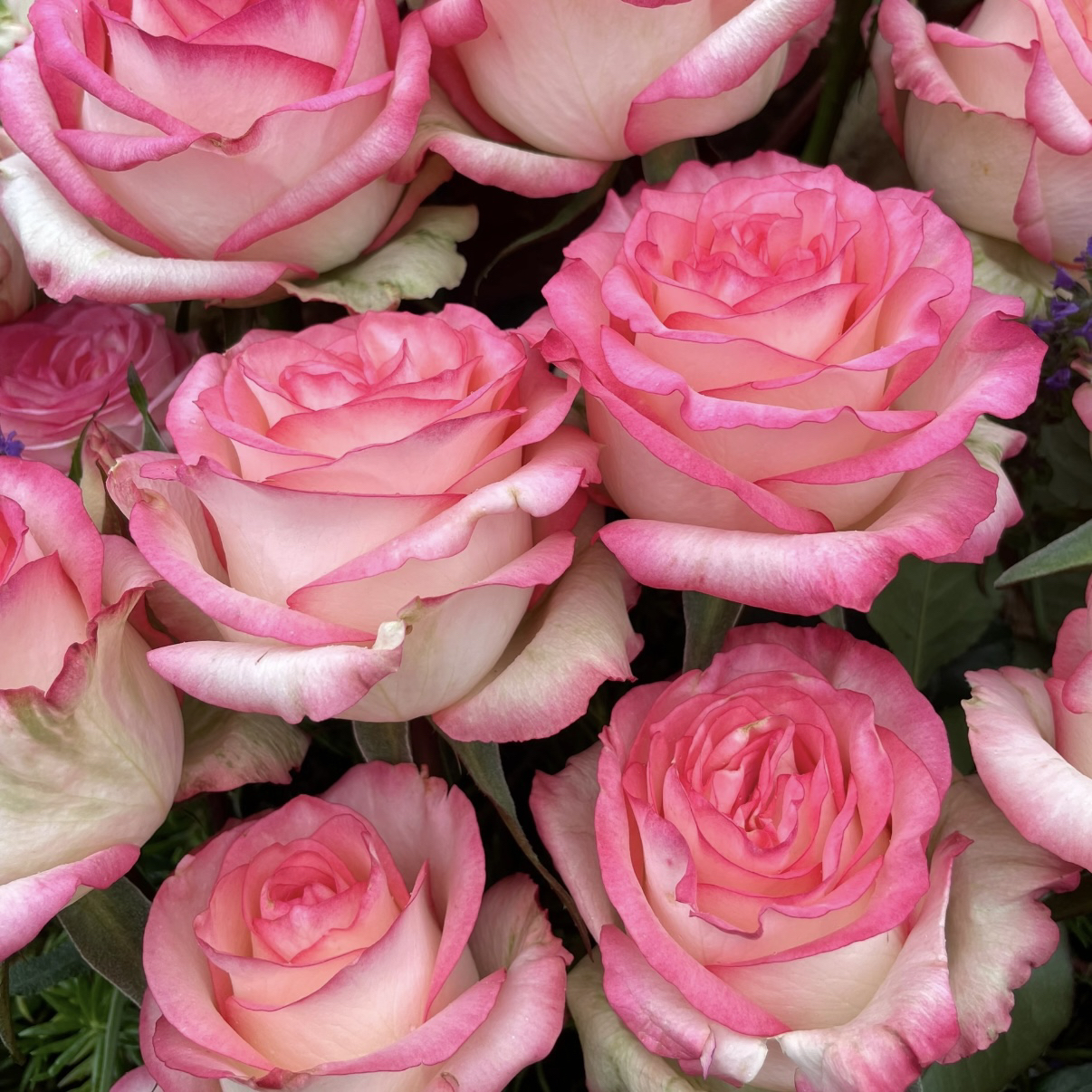 【艾莎】月季 两广可入 高杯 耐热1加仑2.5L根接 云南发货