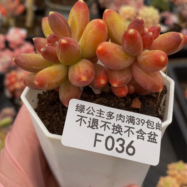 香蕉树有掉叶6vm036多肉