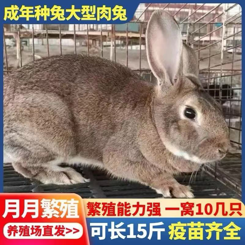 青年种兔比利时新西兰太行山兔包邮包活到家包繁殖