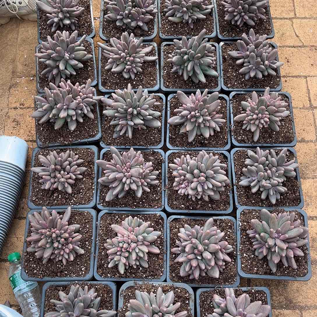 蔬**子寄养链接的肉肉的肉肉