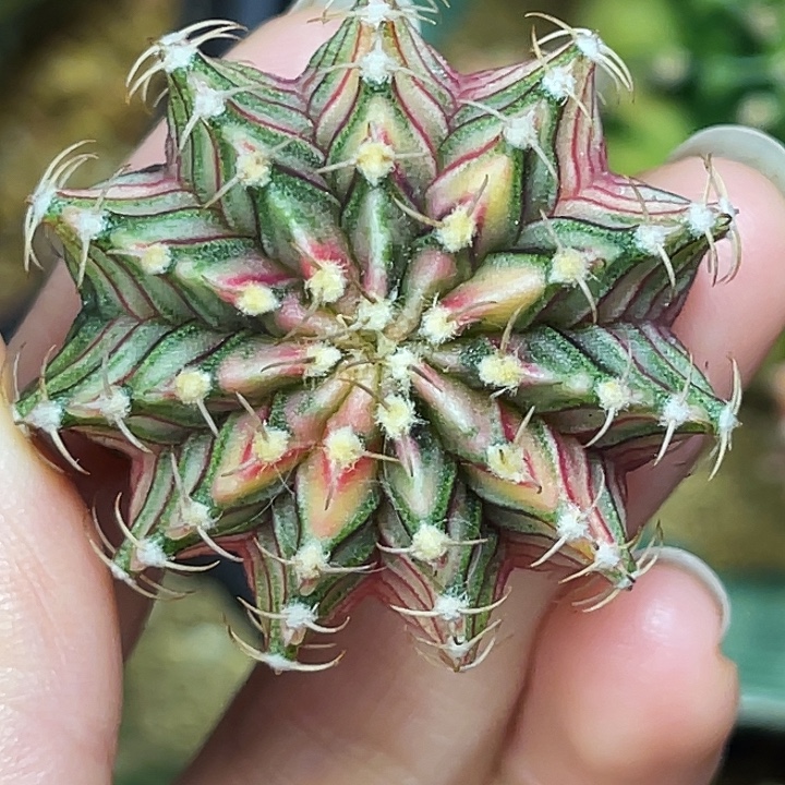 十一棱彩虹肋骨 一物一拍 