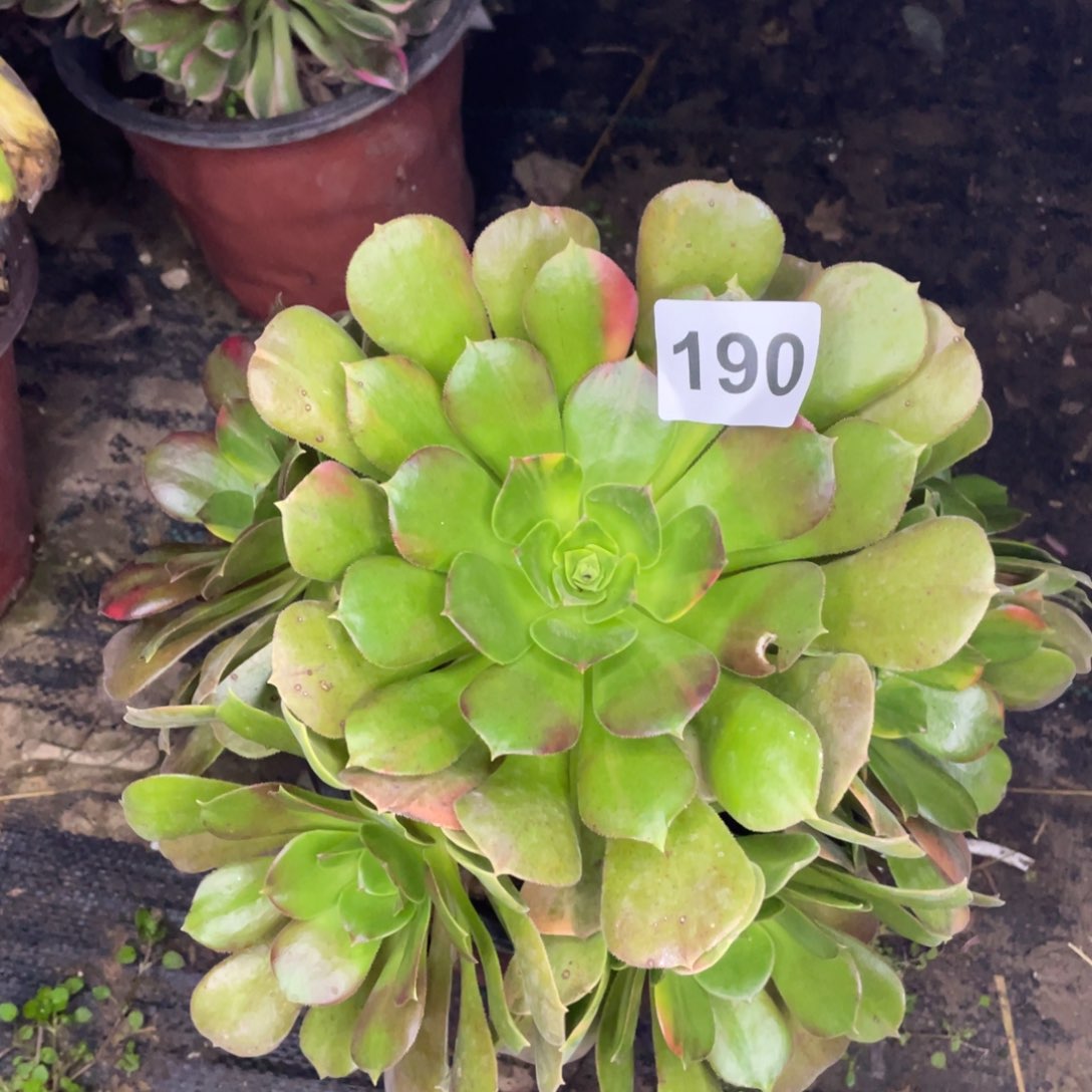 190装修七彩夏天不退锦