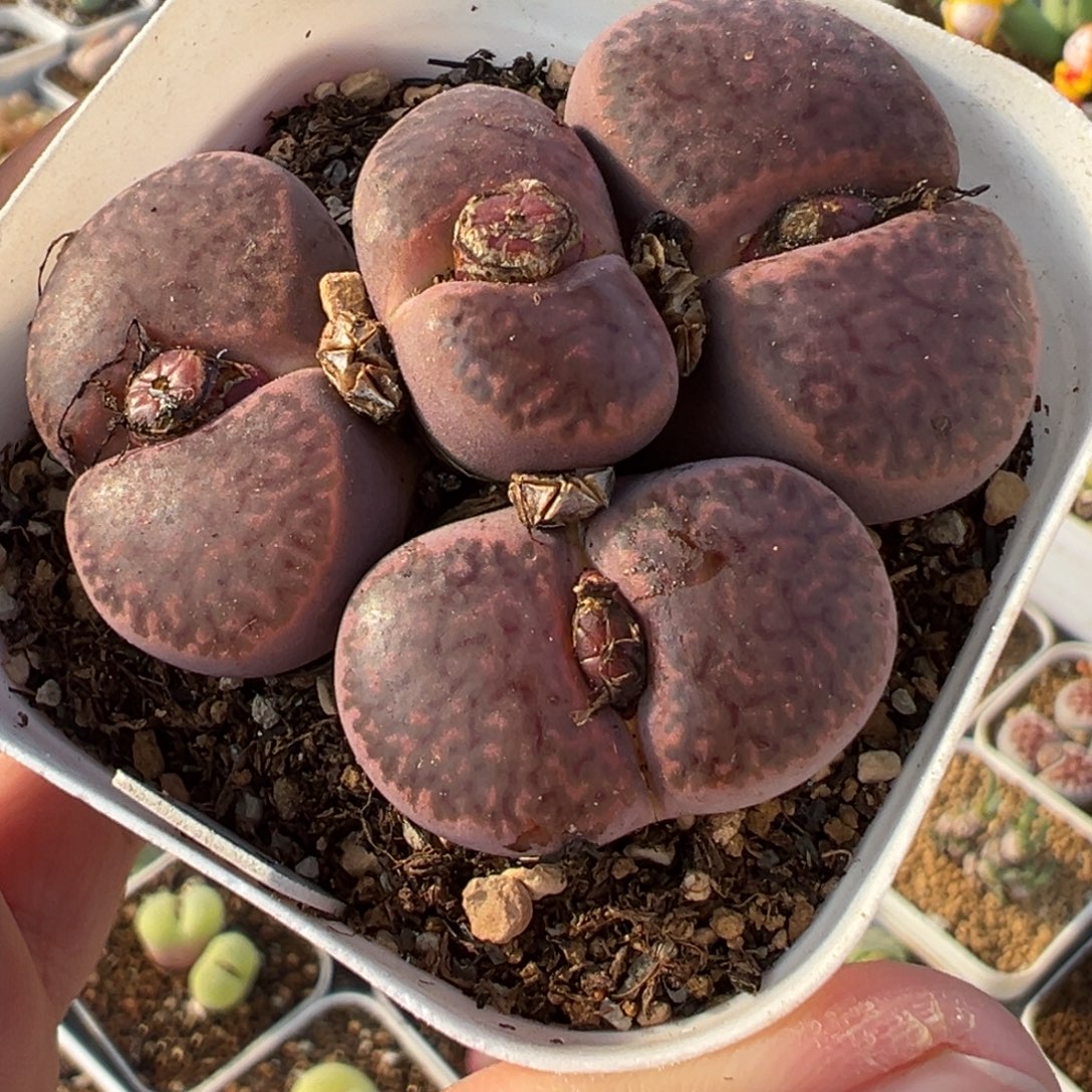 251多肉植物种类多样