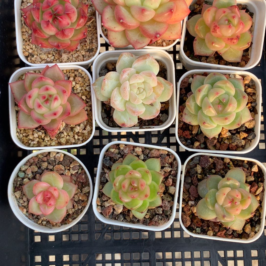 1128-85 套餐一组