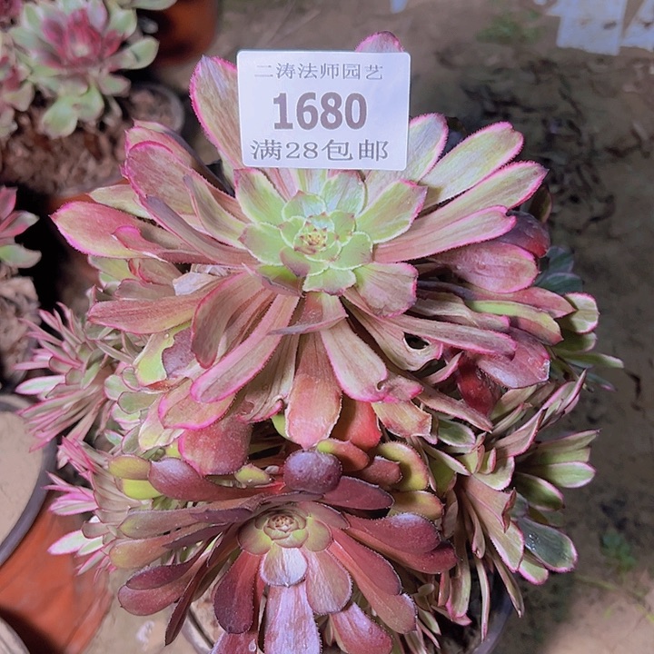 1680水墨画多肉植物2号