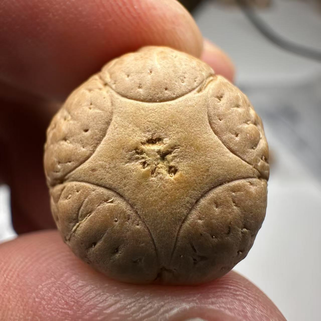 尼泊尔五星菩提，尺寸19，sss系列，货号94