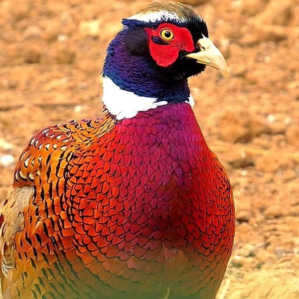 （一公两母）活体长尾鸡体态修长体型圆润羽毛靓丽庭院观赏鸡