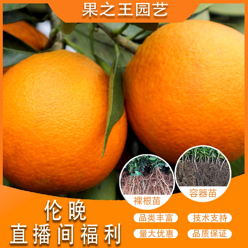 果之王【伦晚】-直播间福利-【带土】-轻基质容器苗直发