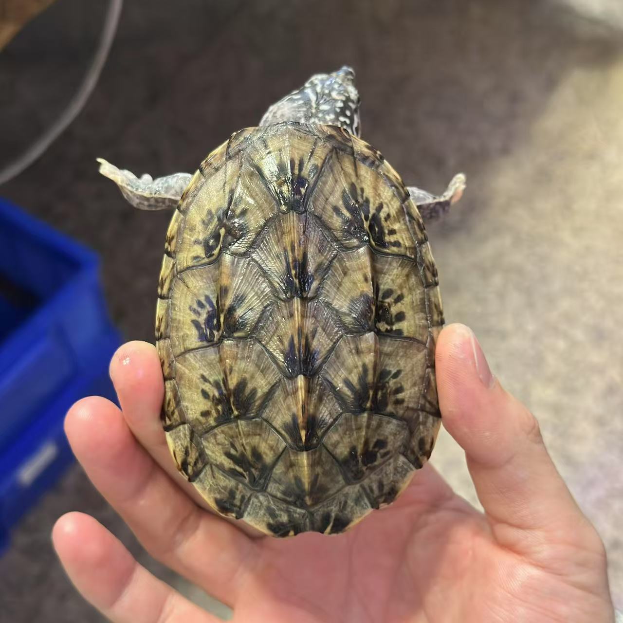 墨蛋龟 背甲长9.5cm 