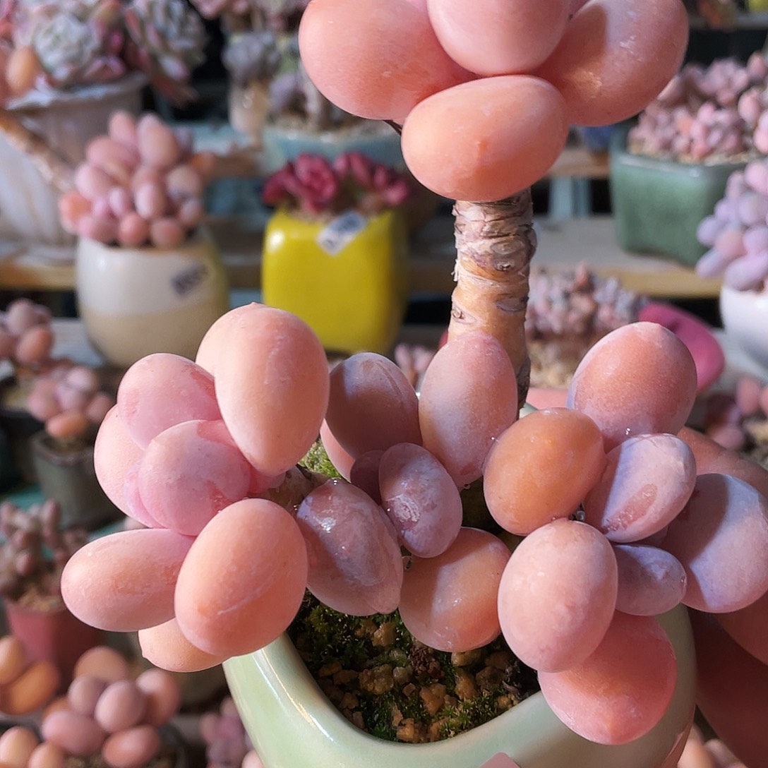 三***木多肉植物的生长发育和生长发育等方面的