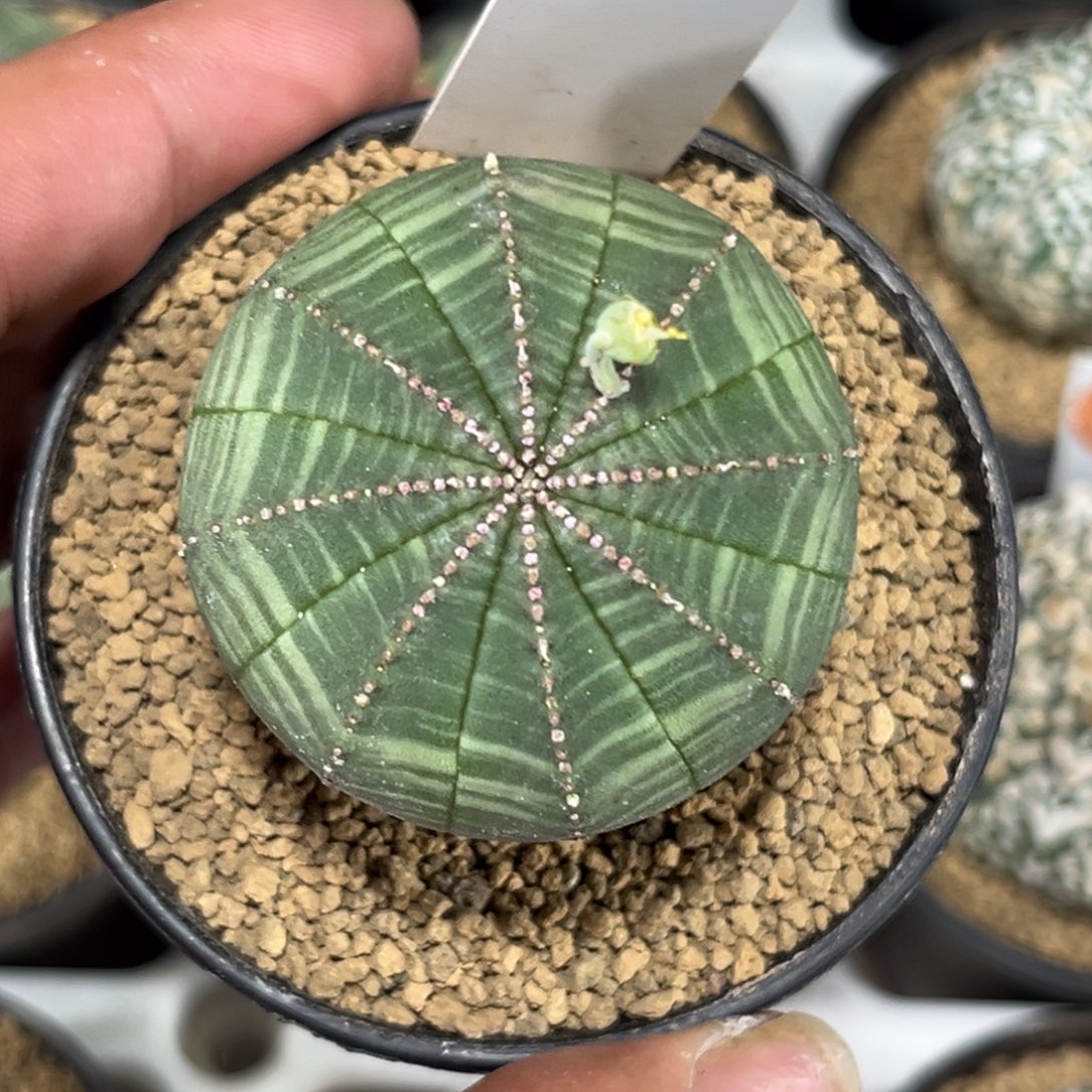 106实生公的布纹球带盆