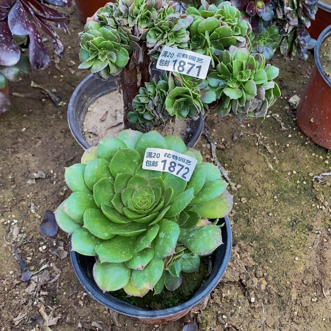 1871-1872 号一物一拍多肉植物